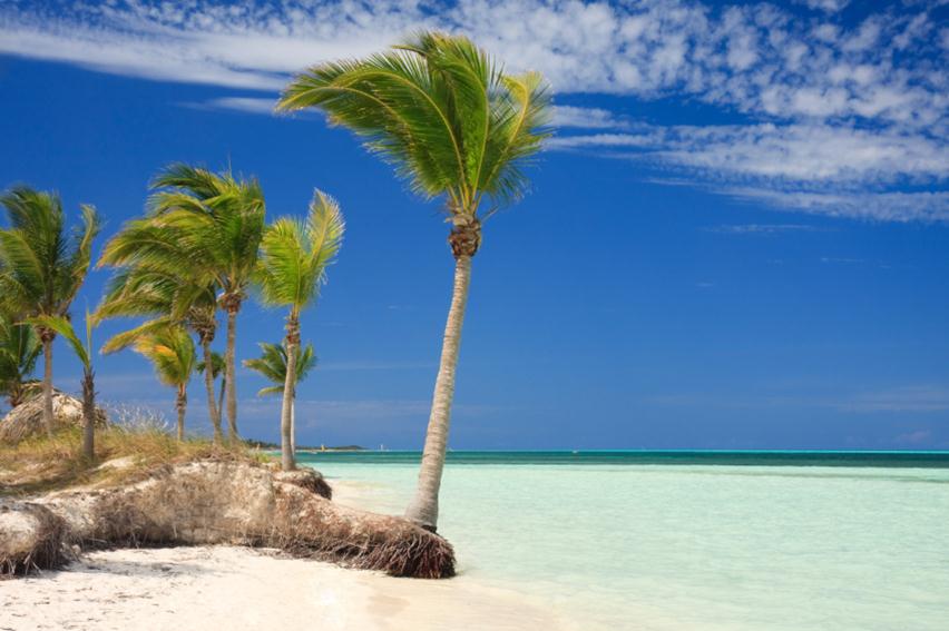 A Caribbean beach with palm trees