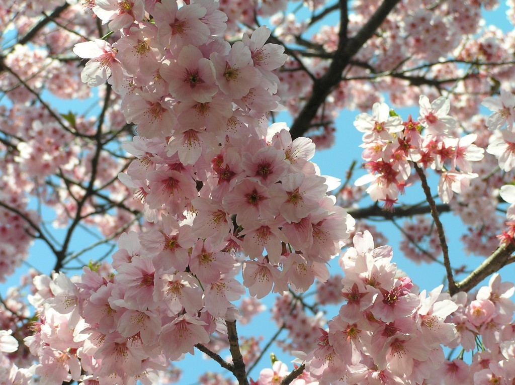 Pink cherry blossoms sakura against a blue sky in Tokyo. Saying goodbye