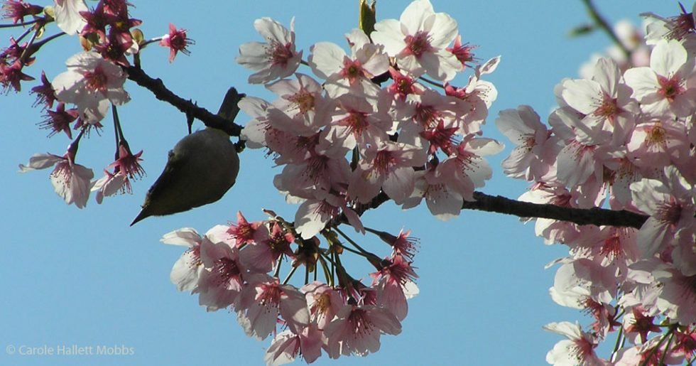 expat goodbyes bird on cherry blossom japan